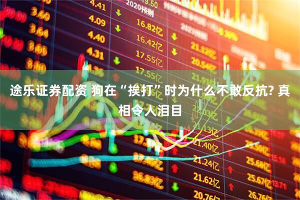 途乐证券配资 狗在“挨打”时为什么不敢反抗? 真相令人泪目